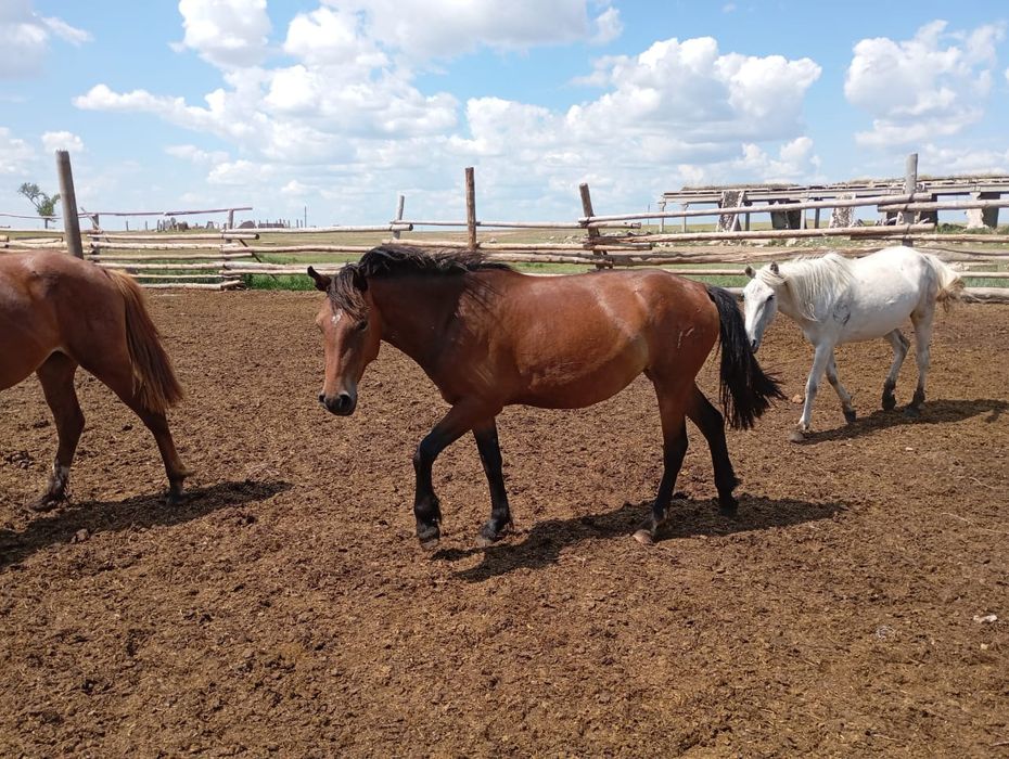 Продаётся байтал, на откорме