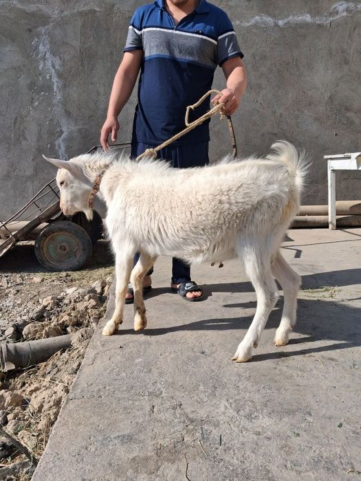 Zanan zotli taka echki