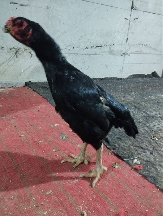 Хон азел гибрит макиён