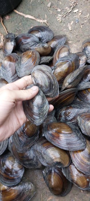 Scoici vii pentru pescuit,iazuri sau acvarii