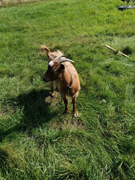 Vand capra și ieduță