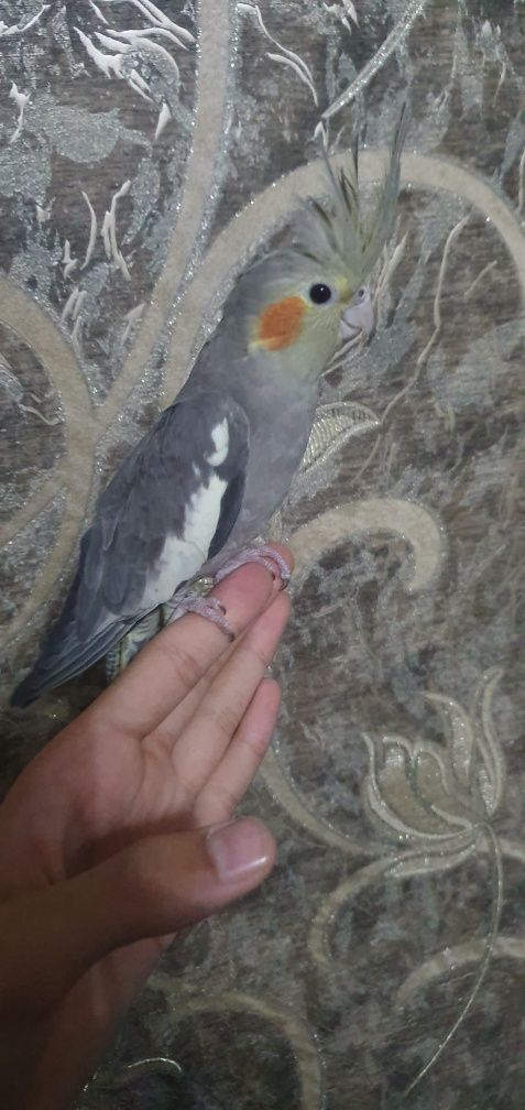 Ручной корелла играет с детьми