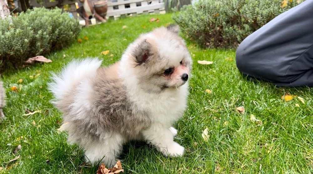 Померан момченце