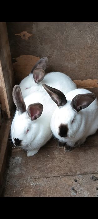 Vând iepuri jud.iasi