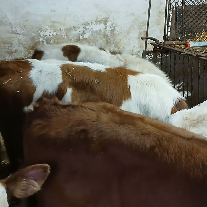 Vitei Intarcati baltata si belgian