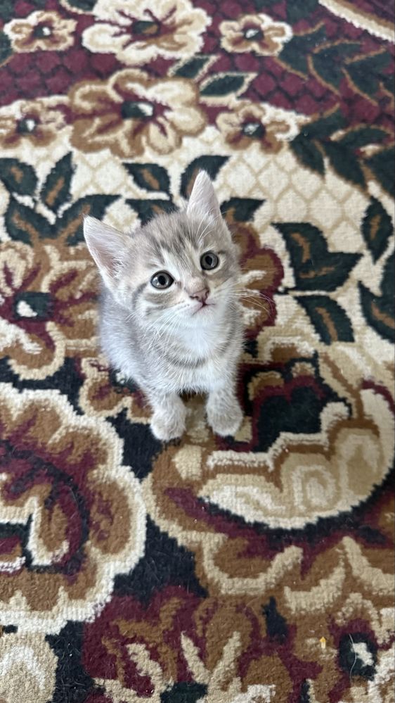 Котёнок. Мушукча. Серый