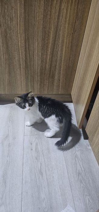 Отдам в добрые руки котят. Возраст 2.5 месяца, приучины к лотке игривы