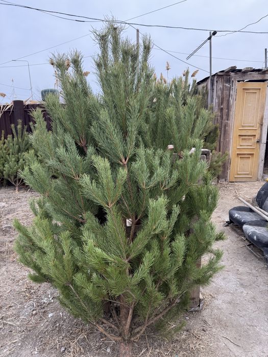 Новогодние ёлки