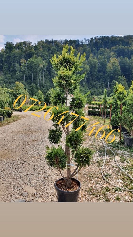 Vand plante oramentale si gazon . Calitate garantata