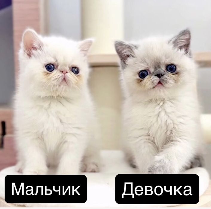 Чистокровный экзот девочка и мальчики