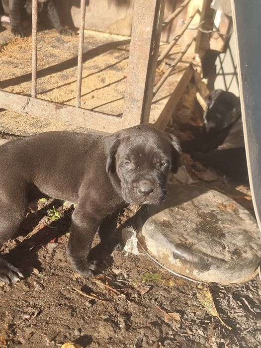 Продават се кученца кане корсо