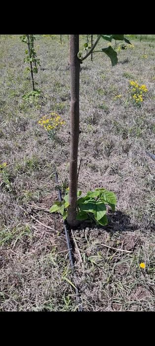 Paulownia Tomentosa Arbori Ornamentali ,Copaci cu inaltime 2 m + 6 m