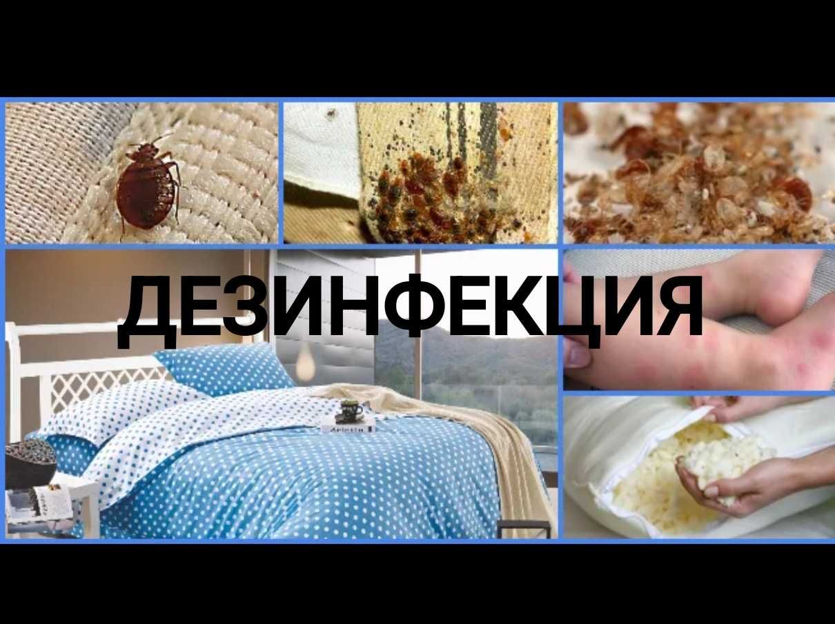 Профессиональная обработка д.и.з.е.н.ф.е.к.ц.и.я. Отрава тараканы клоп