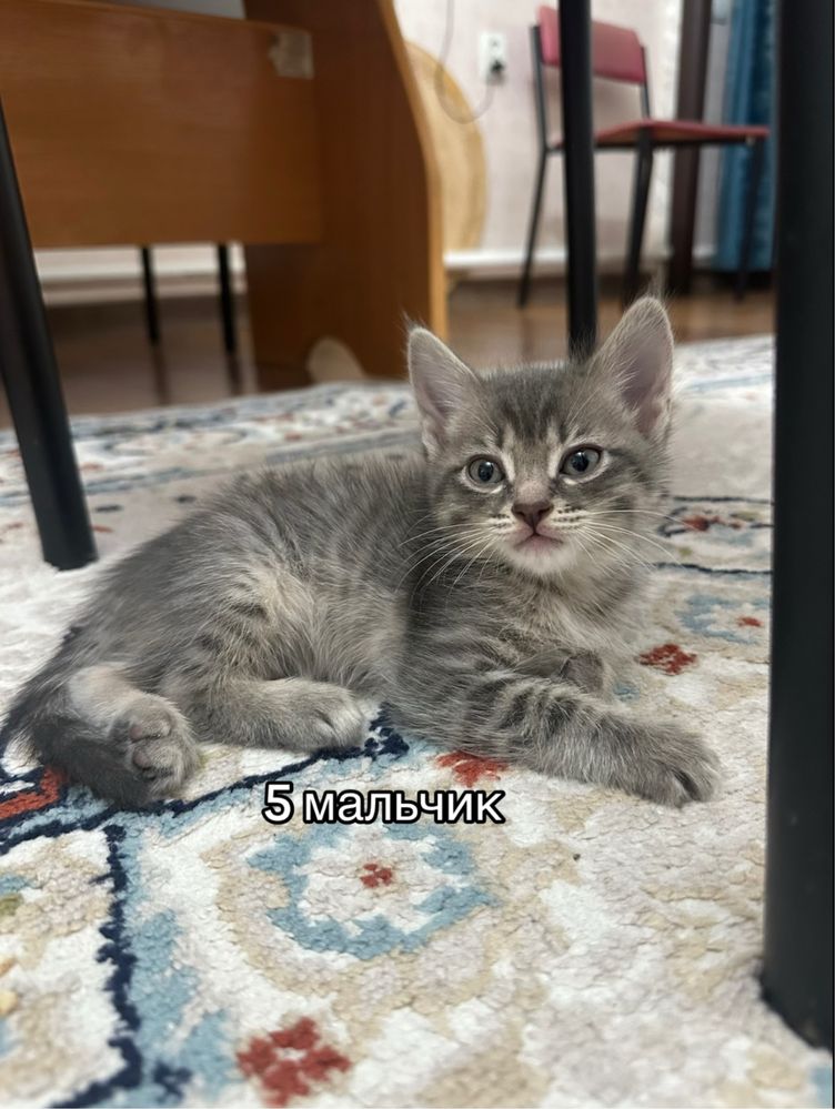 Котята 2 месяца продам