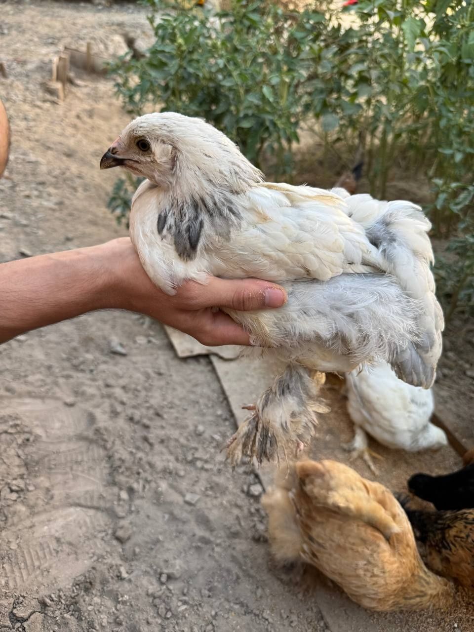 Brama jo‘jala sotilodi
