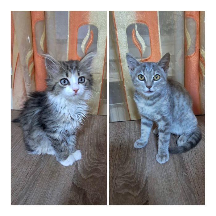 Котята 3 месячные в добрые руки!