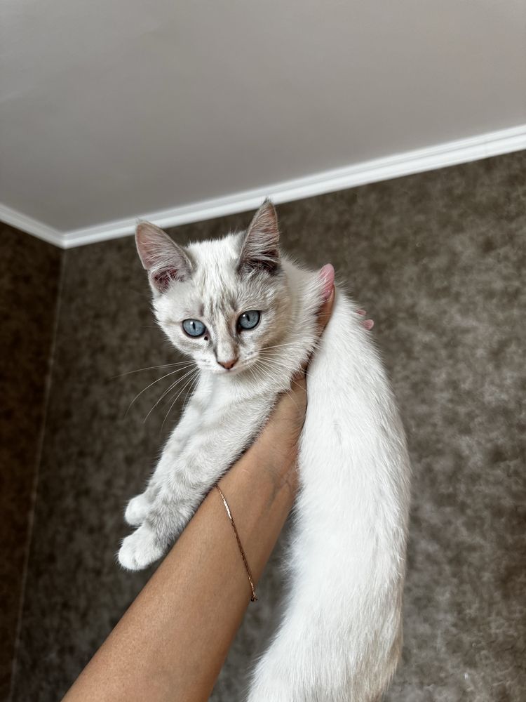 Котенок 4 месяца