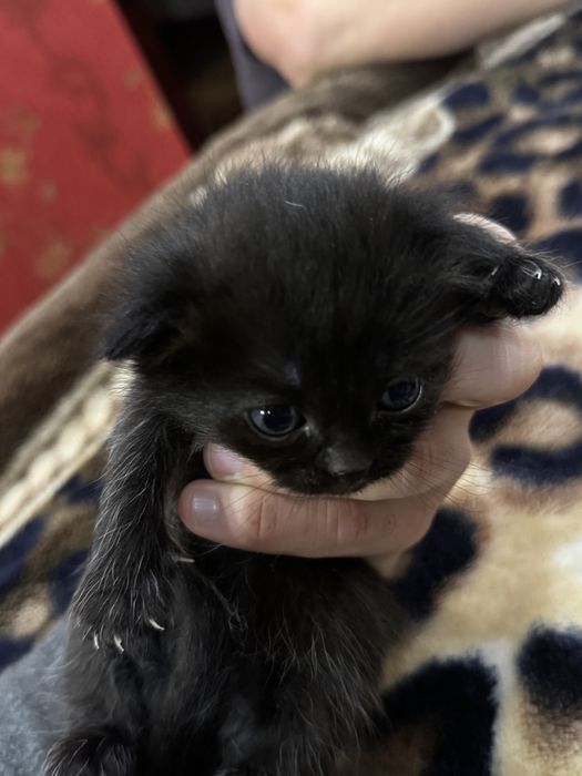 Шотландская вислоухая кошка