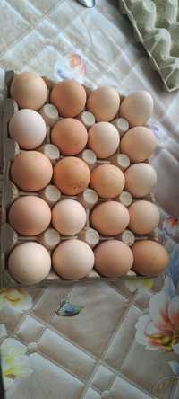 Vând oua pt incubație sau consum