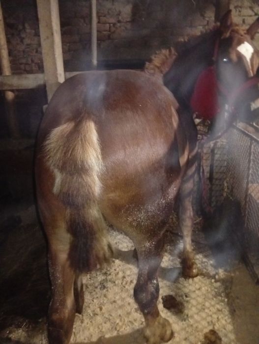 Vind mînz in virsta de 9 lunii