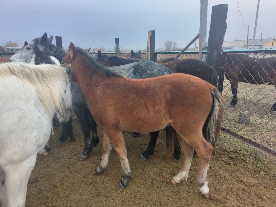 Семіз жабағылар сатылады