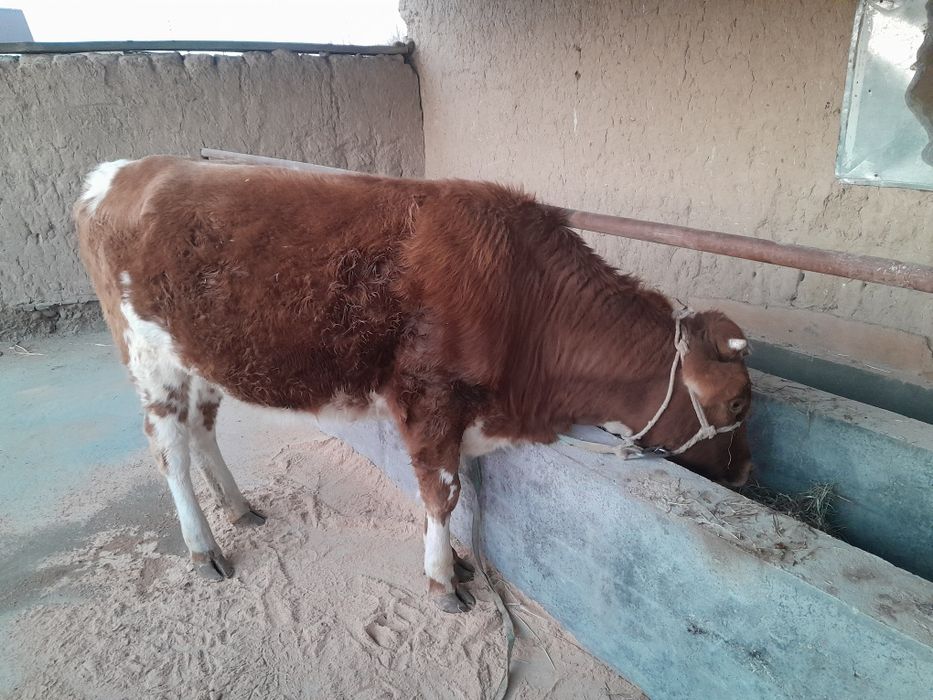 буаз тана сатылады