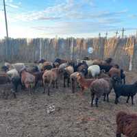 Продам овец казахской породы с ягнятами
