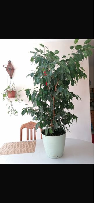 Продам Фикус высота 120