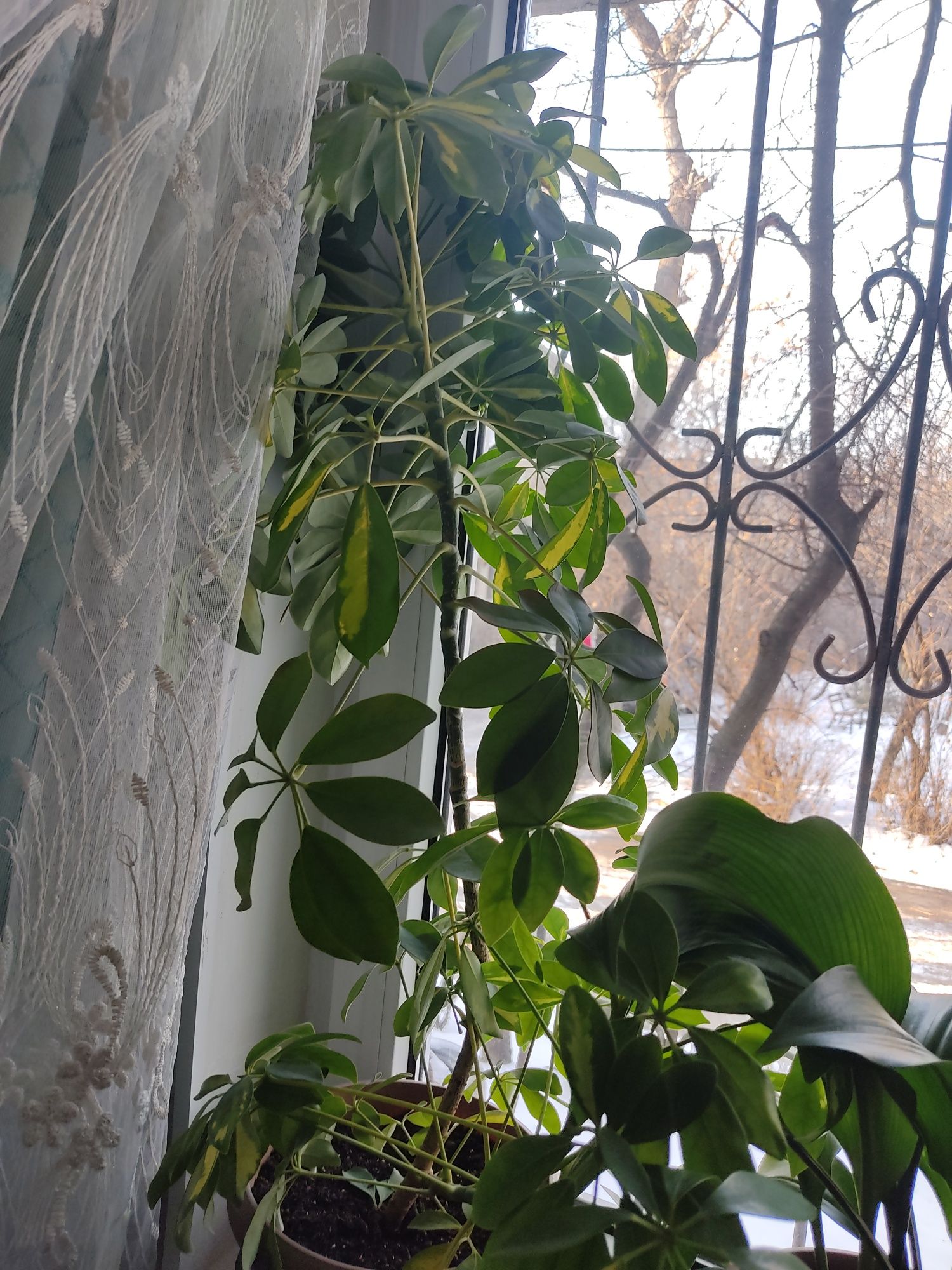 Продается комнатные цветы