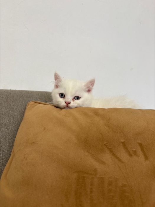 Pisoi Scottish fold si Scottish Straight