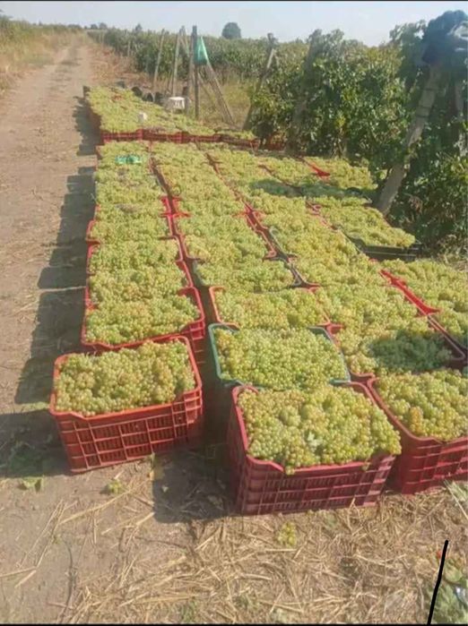Vand struguri de vin