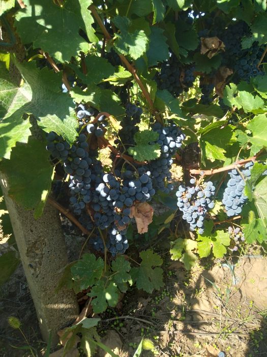 Struguri merlot pentru vin calitate bună