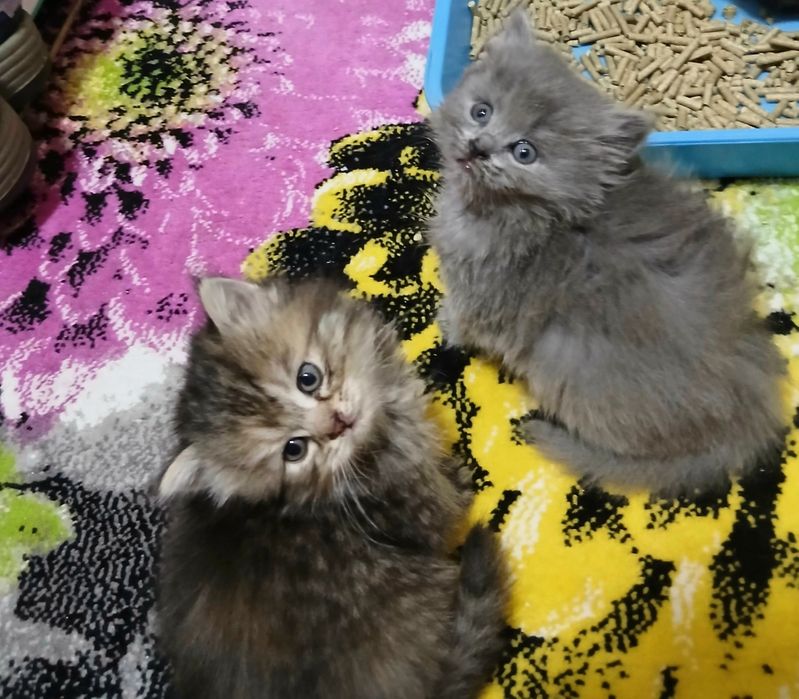 Породистые котята от сер. Шеншиллы