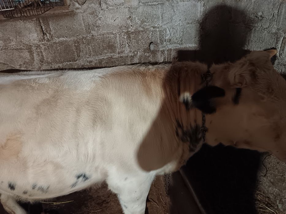 Vând junică belgian