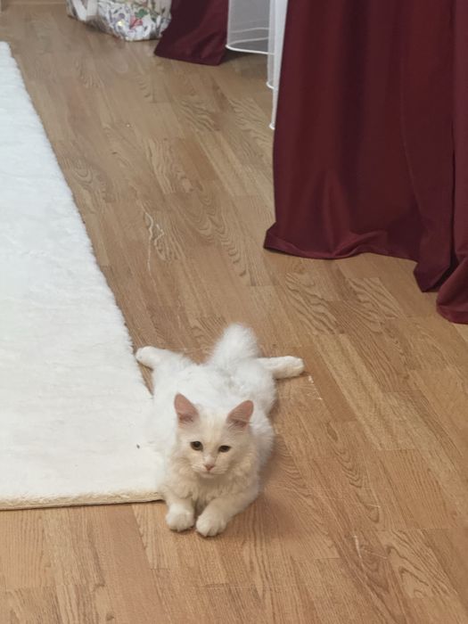 Кот, котенок, кошка, мысык