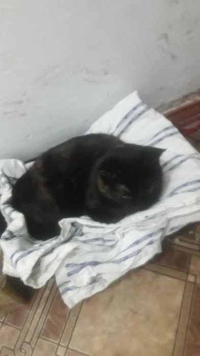 отдам трёхцветную кошку