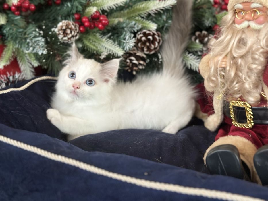 Регдол /Ragdoll / момченце