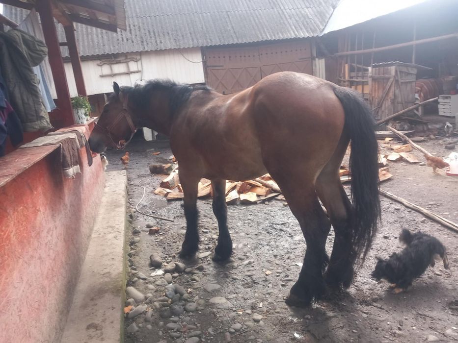 mânz de vânzare de 3 ani