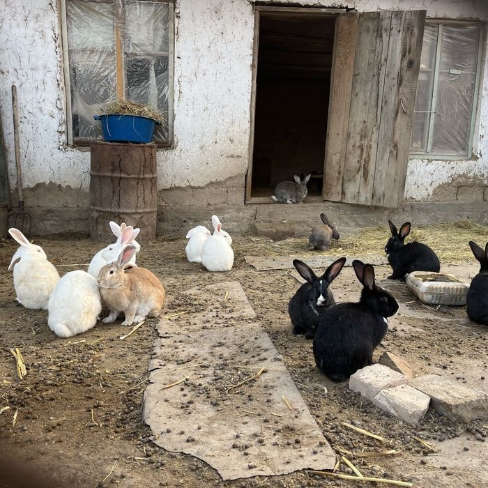 Кролик заец Коян кожектер