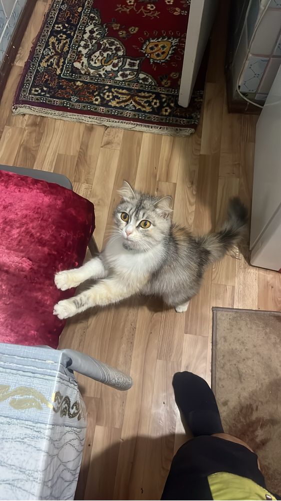 Отдам даром кошку с котенком