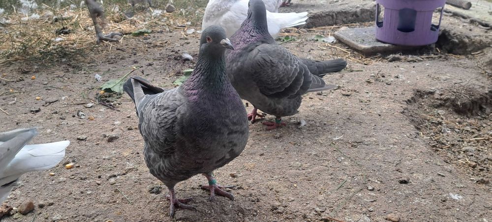 Porumbei texan maturi/pui