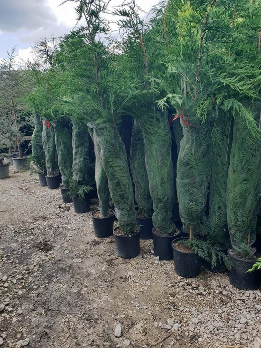 Vând leylandi diferite dimensiuni