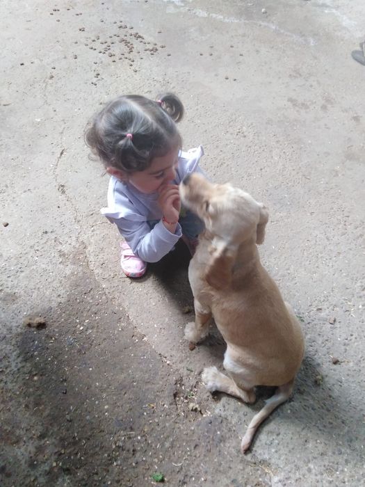 Кокер шпаньол на 8 месеца