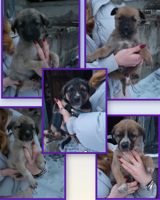 Срочно!! Щенки ищут добрые руки и любящего хозяина