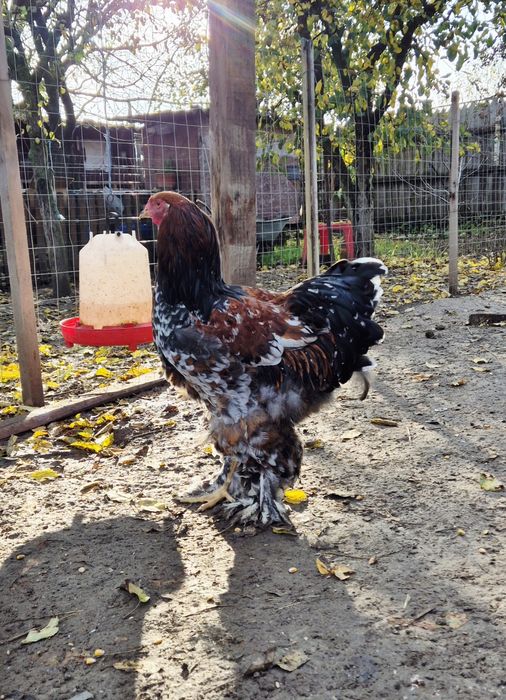 Cocoși brahma poțelan