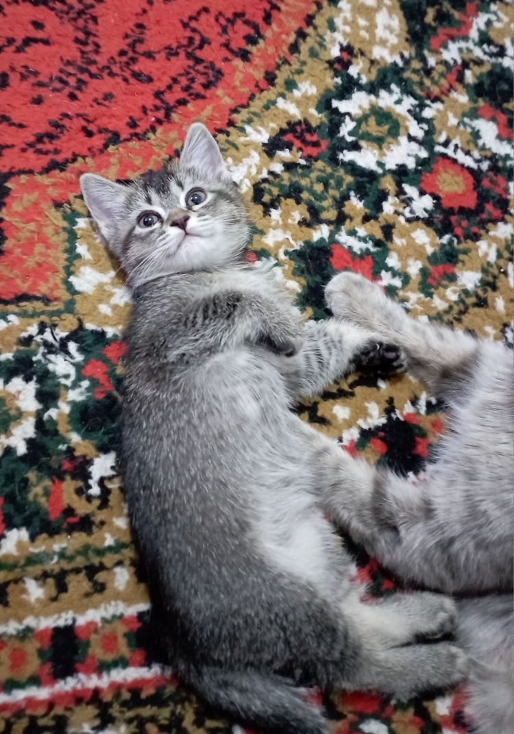 Шотландский вислоухие котята