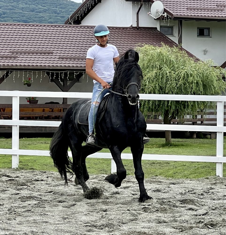 Armăsar Friesian echitație călărie