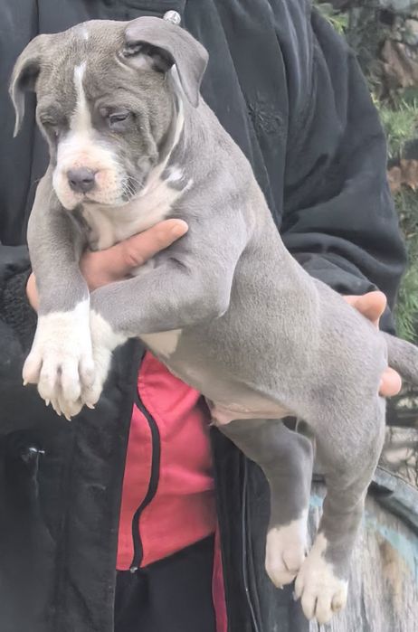 Американско Були ХЛ / American Bully XL  2 момчета и 2 момичета