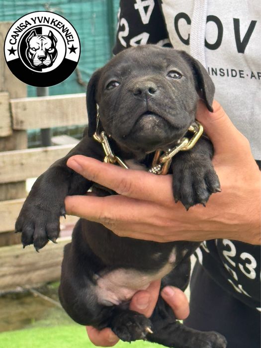 Femela amstaff neagra
