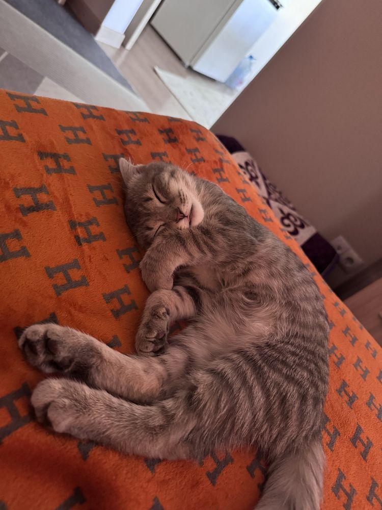 Котёнок-девочка 10 мес